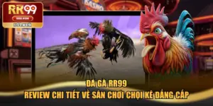 Đá Gà RR99 - Review Chi Tiết Về Sân Chơi Chọi Kê Đẳng Cấp